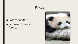 Panda
■ Loss of habitat
■ Removal of bamboo
forests
 