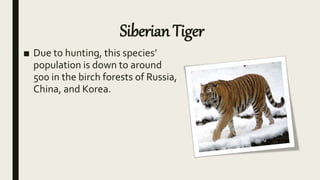 Siberian Tiger
■ Due to hunting, this species’
population is down to around
500 in the birch forests of Russia,
China, and Korea.
 