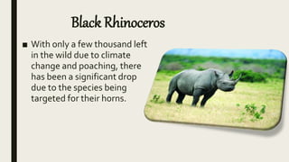 Black Rhinoceros
■ With only a few thousand left
in the wild due to climate
change and poaching, there
has been a significant drop
due to the species being
targeted for their horns.
 
