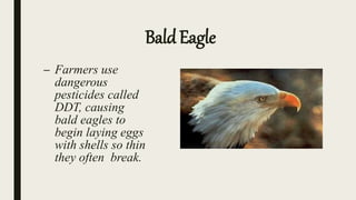 BaldEagle
– Farmers use
dangerous
pesticides called
DDT, causing
bald eagles to
begin laying eggs
with shells so thin
they often break.
 