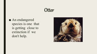 Otter
■ An endangered
species is one that
is getting close to
extinction if we
don't help.
 