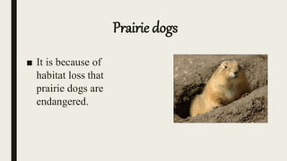 Prairie dogs
■ It is because of
habitat loss that
prairie dogs are
endangered.
 