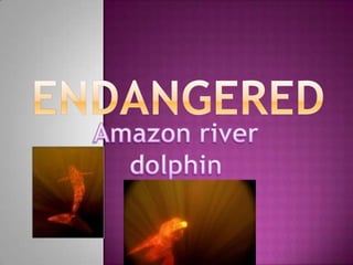 ENDANGERED Amazon river dolphin 