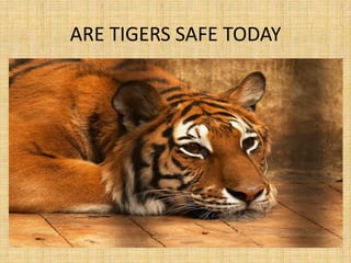 ARE TIGERS SAFE TODAY
 