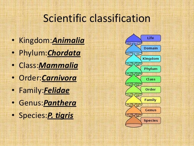 😎 Bengal tiger phylum. Bengal tiger Facts for Kids. 2019-01-24