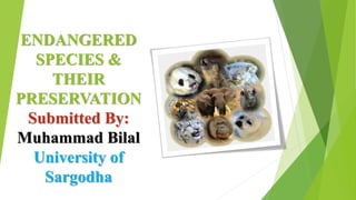 ENDANGERED
SPECIES &
THEIR
PRESERVATION
Submitted By:
Muhammad Bilal
University of
Sargodha
 