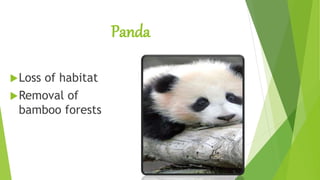 Panda
Loss of habitat
Removal of
bamboo forests
 
