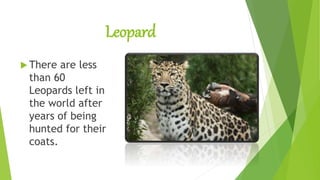 Leopard
 There are less
than 60
Leopards left in
the world after
years of being
hunted for their
coats.
 