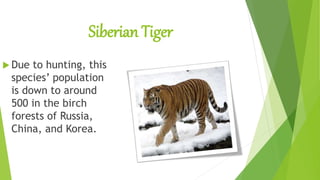Siberian Tiger
 Due to hunting, this
species’ population
is down to around
500 in the birch
forests of Russia,
China, and Korea.
 