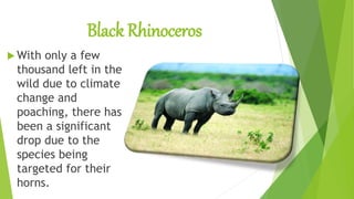 Black Rhinoceros
 With only a few
thousand left in the
wild due to climate
change and
poaching, there has
been a significant
drop due to the
species being
targeted for their
horns.
 