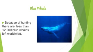 Blue Whale
 Because of hunting
there are less than
12,000 blue whales
left worldwide.
 