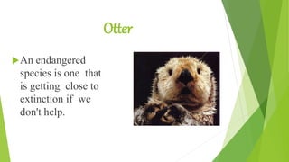 Otter
An endangered
species is one that
is getting close to
extinction if we
don't help.
 