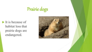 Prairie dogs
 It is because of
habitat loss that
prairie dogs are
endangered.
 