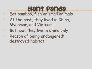 





Eat bamboo, fish or small animals
At the past, they lived in China,
Myanmar, and Vietnam
But now, they live in China only
Reason of being endangered:
destroyed habitat

 