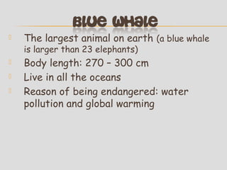 

The largest animal on earth (a blue whale
is larger than 23 elephants)





Body length: 270 – 300 cm
Live in all the oceans
Reason of being endangered: water
pollution and global warming

 
