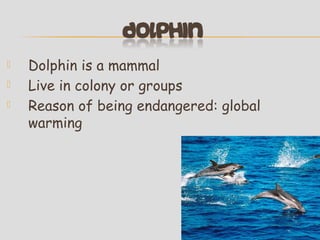 



Dolphin is a mammal
Live in colony or groups
Reason of being endangered: global
warming

 