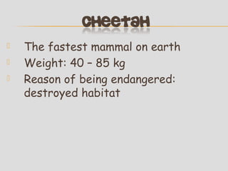 



The fastest mammal on earth
Weight: 40 – 85 kg
Reason of being endangered:
destroyed habitat

 
