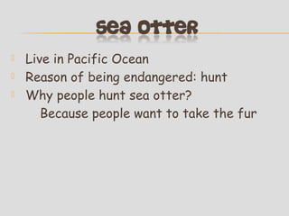 



Live in Pacific Ocean
Reason of being endangered: hunt
Why people hunt sea otter?
Because people want to take the fur

 