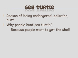 



Reason of being endangered: pollution,
hunt
Why people hunt sea turtle?
Because people want to get the shell

 