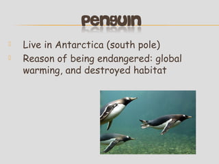 


Live in Antarctica (south pole)
Reason of being endangered: global
warming, and destroyed habitat

 