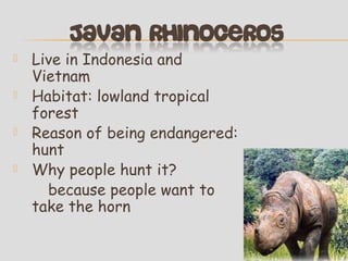 




Live in Indonesia and
Vietnam
Habitat: lowland tropical
forest
Reason of being endangered:
hunt
Why people hunt it?
because people want to
take the horn

 