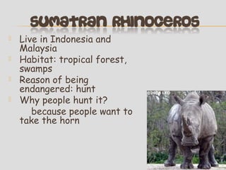 




Live in Indonesia and
Malaysia
Habitat: tropical forest,
swamps
Reason of being
endangered: hunt
Why people hunt it?
because people want to
take the horn

 