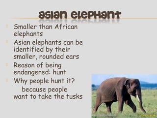 





Smaller than African
elephants
Asian elephants can be
identified by their
smaller, rounded ears
Reason of being
endangered: hunt
Why people hunt it?
because people
want to take the tusks

 