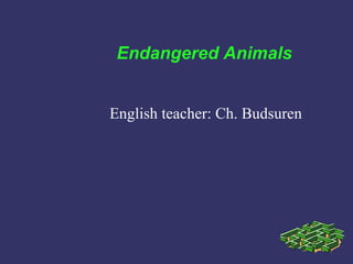 Endangered Animals


English teacher: Ch. Budsuren
 