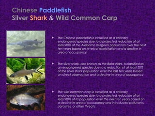 Chinese Paddlefish
Silver Shark & Wild Common Carp
 The Chinese paddlefish is classified as a critically
endangered species due to a projected reduction of at
least 80% of the Alabama sturgeon population over the next
ten years based on levels of exploitation and a decline in
area of occupancy.
 The silver shark, also known as the Bala shark, is classified as
an endangered species due to a reduction of at least 50%
of the silver shark population over the last ten years based
on direct observation and a decline in area of occupancy
 The wild common carp is classified as a critically
endangered species due to a projected reduction of at
least 80% of its population over the next ten years based on
a decline in area of occupancy and introduced pollutants,
parasites, or other threats.
 