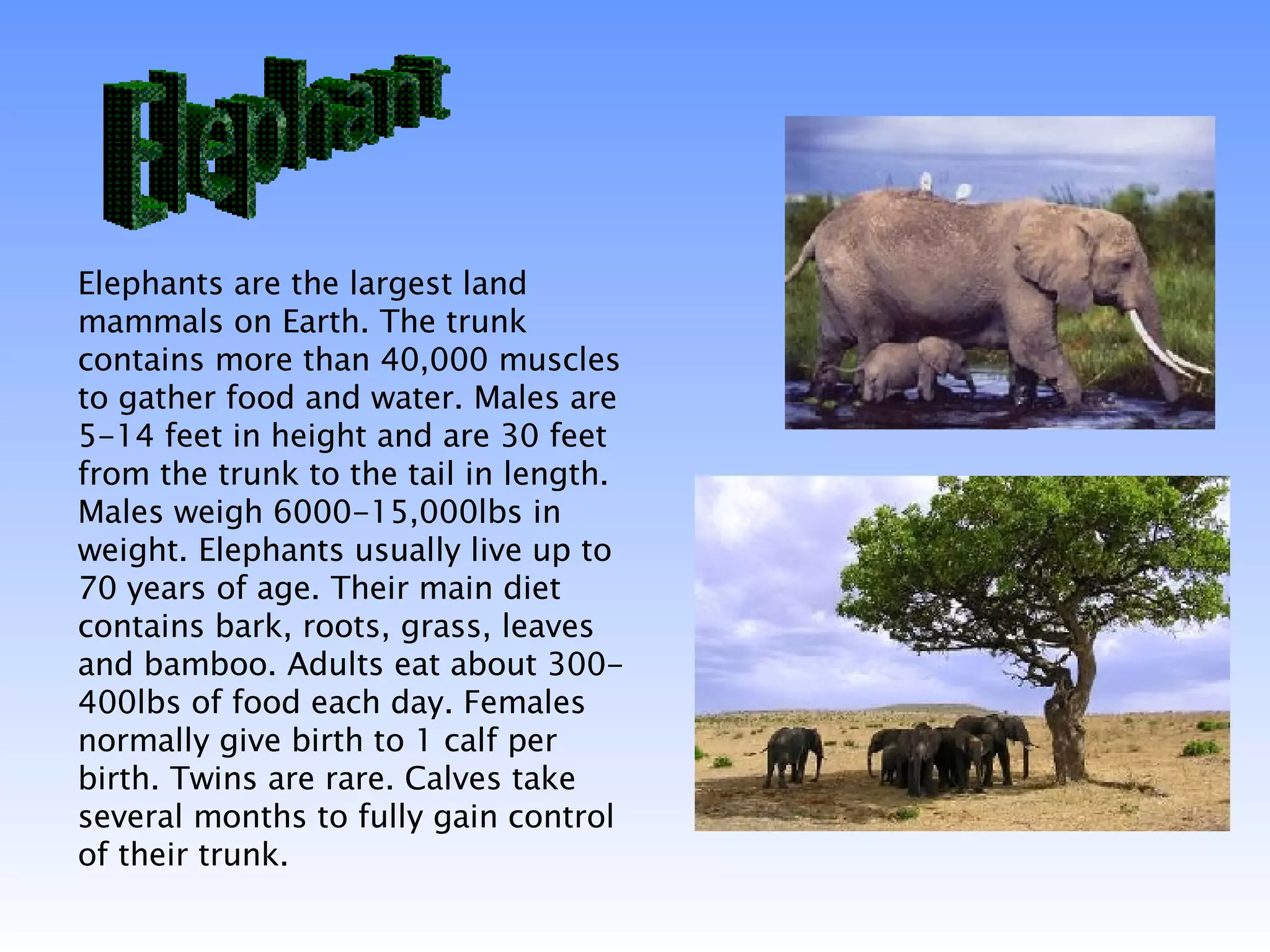 Endangered Animals | PPT