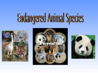 Endangered Animal Species By: Tsz Shun Yu  