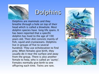 Dolphins Dolphins are mammals and they breathe through a hole on top of their head which is called a blowhole. Most dolphin species have  long life spans. It has been reported that a specific dolphin has lived to the age of 100 years old. Their diet consists mainly of fish, squid and crustaceans. Dolphins live in groups of five to several hundred. They use echolocation to find prey. When females give birth, they usually do it near the surface and away from the group. There is also another female to help, who is called an ‘aunty’. Females normally give birth to one offspring each time. Twins are rare. 