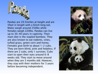 Panda Pandas are 29.5inches at height and are 5feet in length with a 6inch long tail. Males weigh around 250lbs while females weigh 220lbs. Pandas can live up to 30-40 years in captivity. Their main diet is the stapled bamboo. They are also known to eat rodents, vines, tufted grass, green corn and honey. Females give birth to about 1-2 cubs. They are born blind, pink and helpless. If there are 2 cubs, only 1 survives. Cubs start to open their eyes around 6-8 weeks old. They start to move around when they are 3 months old. However, they stay with their mothers for 3 years before becoming independent.  