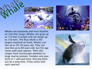 Whale Whales are mammals and must breathe air into their lungs. Whales can grow up to 110 feet in length and can weigh up to 150 tons. The blue whale is the largest mammal on Earth. Whales can live up to 20-30 years old. They can also live up to 80 years old, but the age varies with each species. Their diet ranges from microscopic plankton to large marine animals. Females only give birth to 1 calf each time. Nursing them can be a long time. (Time varies with each species) 