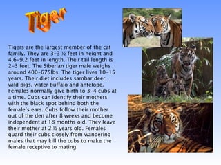 Tiger Tigers are the largest member of the cat family. They are 3-3 ½ feet in height and 4.6-9.2 feet in length. Their tail length is 2-3 feet. The Siberian tiger male weighs around 400-675lbs. The tiger lives 10-15 years. Their diet includes sambar deer, wild pigs, water buffalo and antelope. Females normally give birth to 3-4 cubs at a time. Cubs can identify their mothers with the black spot behind both the female’s ears. Cubs follow their mother out of the den after 8 weeks and become independent at 18 months old. They leave their mother at 2 ½ years old. Females guard their cubs closely from wandering males that may kill the cubs to make the female receptive to mating.  