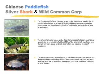 Chinese Paddlefish
Silver Shark & Wild Common Carp

              The Chinese paddlefish is classified as a critically endangered species due to
               a projected reduction of at least 80% of the Alabama sturgeon population
               over the next ten years based on levels of exploitation and a decline in area
               of occupancy.




              The silver shark, also known as the Bala shark, is classified as an endangered
               species due to a reduction of at least 50% of the silver shark population over
               the last ten years based on direct observation and a decline in area of
               occupancy.




              The wild common carp is classified as a critically endangered species due to a
               projected reduction of at least 80% of its population over the next ten years
               based on a decline in area of occupancy and introduced pollutants, parasites,
               or other threats.
 
