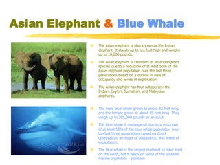 Asian Elephant & Blue Whale
               The Asian elephant is also known as the Indian
                elephant. It stands up to ten feet high and weighs
                up to 10,000 pounds.

               The Asian elephant is classified as an endangered
                species due to a reduction of at least 50% of the
                Asian elephant population over the last three
                generations based on a decline in area of
                occupancy and levels of exploitation.

               The Asian elephant has four subspecies: the
                Indian, Ceylon, Sumatran, and Malaysian
                elephants.


               The male blue whale grows to about 82 feet long,
                and the female grows to about 85 feet long. They
                weigh up to 285,000 pounds as an adult.

               The blue whale is endangered due to a reduction
                of at least 50% of the blue whale population over
                the last three generations based on direct
                observation, an index of abundance, and levels of
                exploitation.

               The blue whale is the largest mammal to have lived
                on the earth, but it feeds on some of the smallest
                marine organisms - plankton.
 