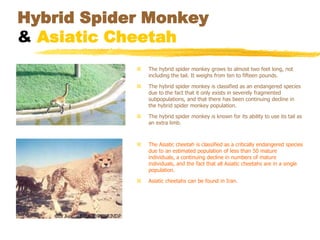 Hybrid Spider Monkey
& Asiatic Cheetah
               The hybrid spider monkey grows to almost two feet long, not
                including the tail. It weighs from ten to fifteen pounds.

               The hybrid spider monkey is classified as an endangered species
                due to the fact that it only exists in severely fragmented
                subpopulations, and that there has been continuing decline in
                the hybrid spider monkey population.

               The hybrid spider monkey is known for its ability to use its tail as
                an extra limb.



               The Asiatic cheetah is classified as a critically endangered species
                due to an estimated population of less than 50 mature
                individuals, a continuing decline in numbers of mature
                individuals, and the fact that all Asiatic cheetahs are in a single
                population.

               Asiatic cheetahs can be found in Iran.
 