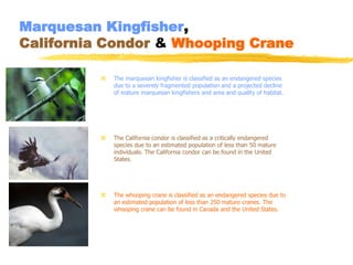 Marquesan Kingfisher,
California Condor & Whooping Crane

             The marquesan kingfisher is classified as an endangered species
              due to a severely fragmented population and a projected decline
              of mature marquesan kingfishers and area and quality of habitat.




             The California condor is classified as a critically endangered
              species due to an estimated population of less than 50 mature
              individuals. The California condor can be found in the United
              States.




             The whooping crane is classified as an endangered species due to
              an estimated population of less than 250 mature cranes. The
              whooping crane can be found in Canada and the United States.
 