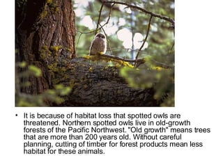 It is because of habitat loss that spotted owls are threatened. Northern spotted owls live in old-growth forests of the Pacific Northwest. "Old growth" means trees that are more than 200 years old. Without careful planning, cutting of timber for forest products mean less habitat for these animals.  