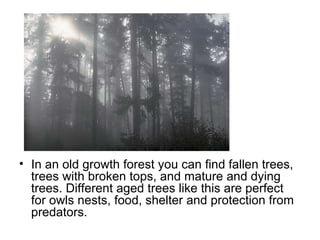 In an old growth forest you can find fallen trees, trees with broken tops, and mature and dying trees. Different aged trees like this are perfect for owls nests, food, shelter and protection from predators.  