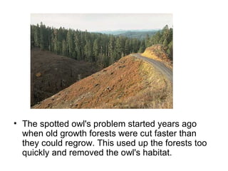 The spotted owl's problem started years ago when old growth forests were cut faster than they could regrow. This used up the forests too quickly and removed the owl's habitat.  