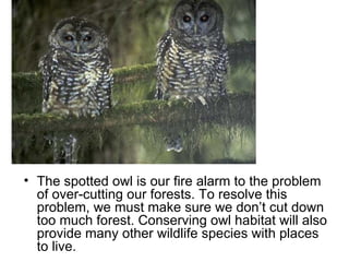 The spotted owl is our fire alarm to the problem of over-cutting our forests. To resolve this problem, we must make sure we don’t cut down too much forest. Conserving owl habitat will also provide many other wildlife species with places to live.  