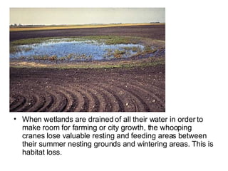 When wetlands are drained of all their water in order to make room for farming or city growth, the whooping cranes lose valuable resting and feeding areas between their summer nesting grounds and wintering areas. This is habitat loss.  