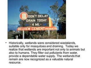 Historically, wetlands were considered wastelands, suitable only for mosquitoes and draining.  Today we realize that wetlands are important not only to animals but also to humans. They filter out pollutants from water, provide a dependable water supply. The wetlands that remain are now recognized as a valuable natural resource.  