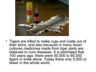 Tigers are killed to make rugs and coats out of their skins, and also because in many Asian cultures medicines made from tiger parts are believed to cure diseases. It is estimated that 100 years ago, there were 50,000 to 80,000 tigers in India alone. Today there only 5,000 or fewer in the whole world.  