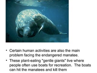 Certain human activities are also the main problem facing the endangered manatee. These plant-eating "gentle giants" live where people often use boats for recreation.  The boats can hit the manatees and kill them  