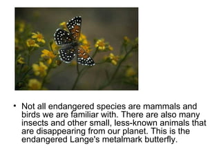 Not all endangered species are mammals and birds we are familiar with. There are also many insects and other small, less-known animals that are disappearing from our planet. This is the endangered Lange's metalmark butterfly.  