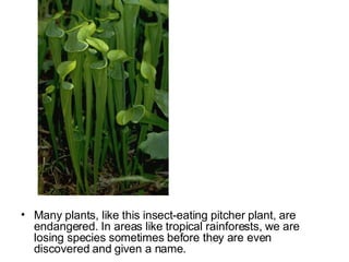 Many plants, like this insect-eating pitcher plant, are endangered. In areas like tropical rainforests, we are losing species sometimes before they are even discovered and given a name.  
