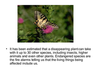 It has been estimated that a disappearing plant can take with it up to 30 other species, including insects, higher animals and even other plants. Endangered species are the fire alarms telling us that the living things being affected include us.  